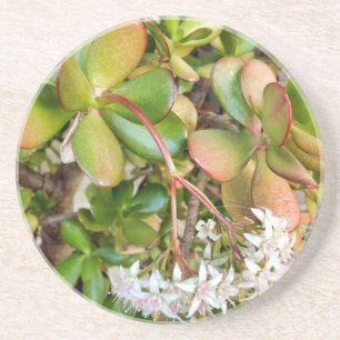Dessous De Verre En Grès Crassula ovata