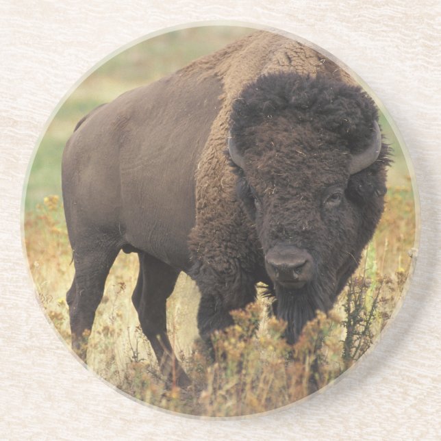 Dessous De Verre En Grès Dessous de verre de grès de bison américain (Devant)
