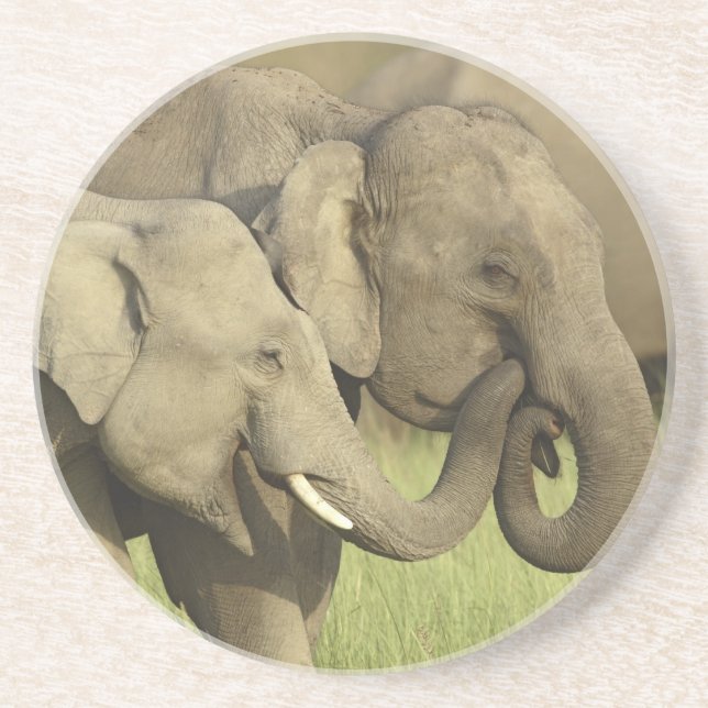 Dessous De Verre En Grès Éléphants asiatiques indiens (Devant)