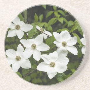 Dessous De Verre En Grès États-Unis, Washington, Pacific Dogwood, Cornus