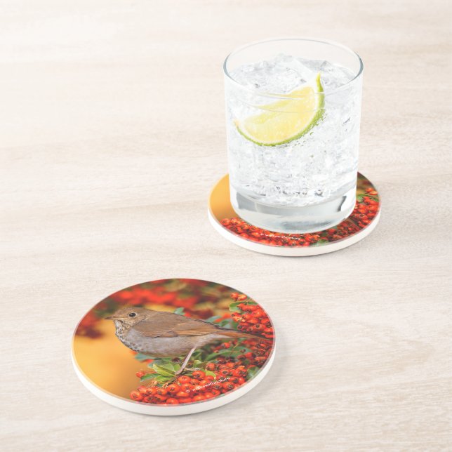 Dessous De Verre En Grès Étonnant oiseau-chanteur Hermite Thrush sur Berry  (Côté)