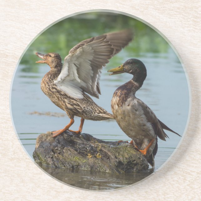 Dessous De Verre En Grès Excusez-moi (Devant)