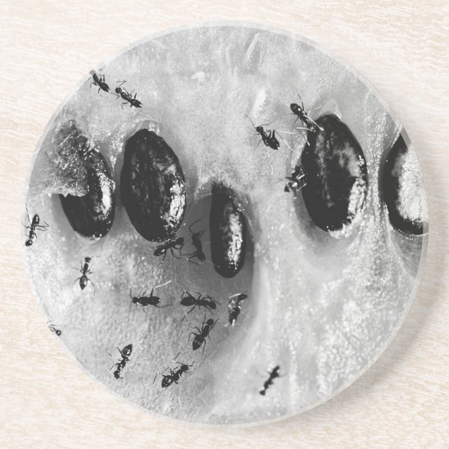 Dessous De Verre En Grès fourmis de surf (Devant)