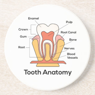Dessous De Verre En Grès Graphique d'anatomie des dents