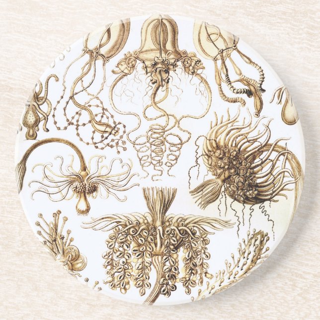 Dessous De Verre En Grès Haeckel (Devant)