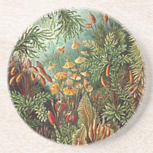 Dessous De Verre En Grès Haeckel Moss Grass Mushroom Painting