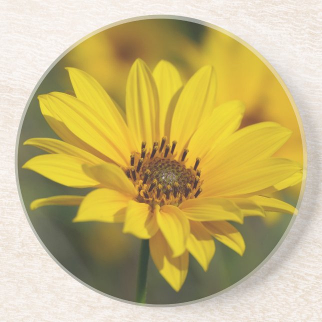 Dessous De Verre En Grès Hélénium de marguerite jaune (Devant)