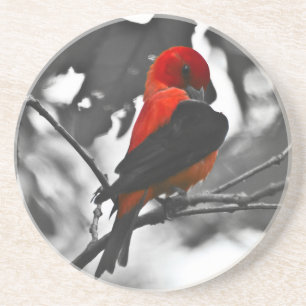 Dessous De Verre En Grès Homme Scarlet Tanager
