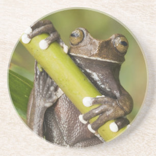 Dessous De Verre En Grès Hyloscirtus captif Grenouille arboricole de Tapich