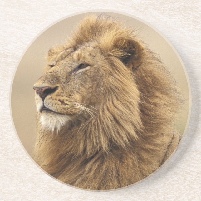 Dessous De Verre En Grès Kenya, Masai Mara | Lion mâle (Devant)