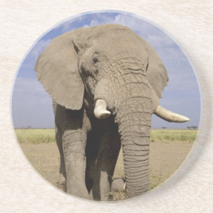 Dessous De Verre En Grès Kenya : parc national d'Amboseli, éléphant mâle