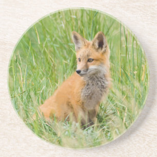 Dessous De Verre En Grès Kit Renard rouge dans l'herbe près de la tanière