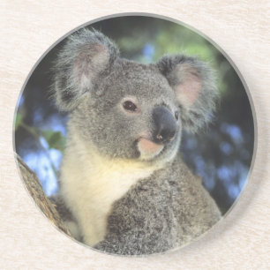 Dessous De Verre En Grès Koala, Phascolarctos cinereus), Australie,