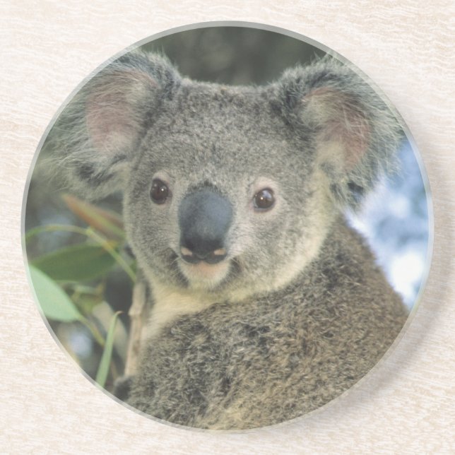 Dessous De Verre En Grès Koala, Phascolarctos cinereus), en voie de dispari (Devant)