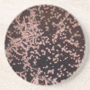 Dessous De Verre En Grès la levure 3D microscopique a mouillé le bâti