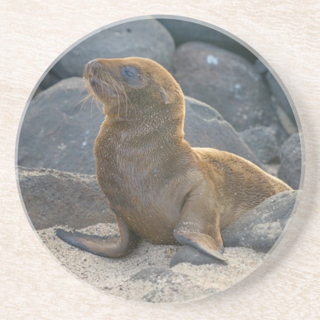 Dessous De Verre En Grès Lion de mer des Galapagos (Devant)