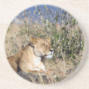 Dessous De Verre En Grès Lioness resting