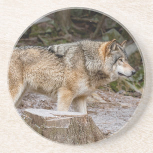 Dessous De Verre En Grès Loup de bois