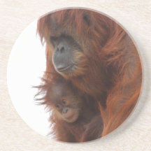 Maman et bébé Orangutan