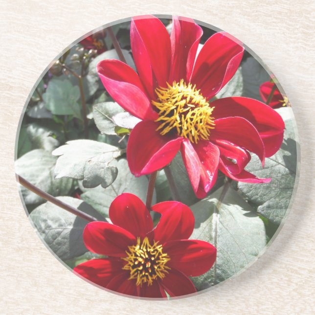 Dessous De Verre En Grès marguerite rose chaud rouge / marguerites fleurs (Devant)