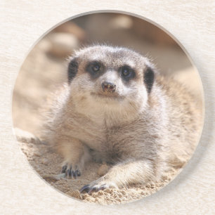 Dessous De Verre En Grès Meerkat 174