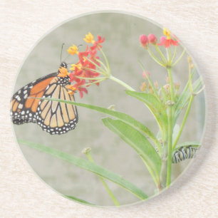 Dessous De Verre En Grès Monarch Butterfly et Caterpillar