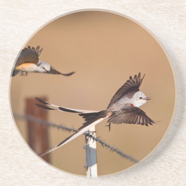 Dessous De Verre En Grès Moucherolle à ciseaux (Tyrannus Forficatus) (Devant)