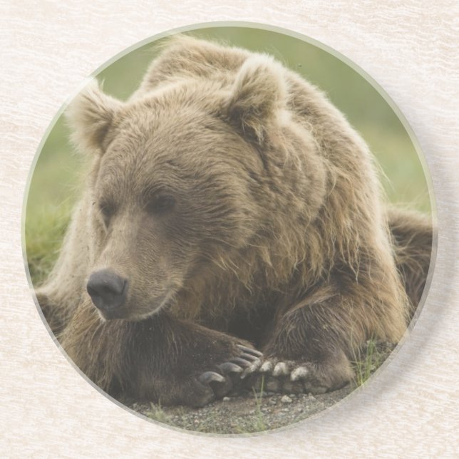 Dessous De Verre En Grès Ours brun, ou Grizzly côtier, Ursus (Devant)