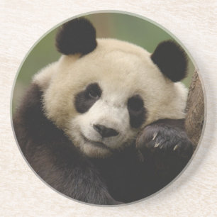 Dessous De Verre En Grès Panda géant Ailuropoda melanoleuca) Famille