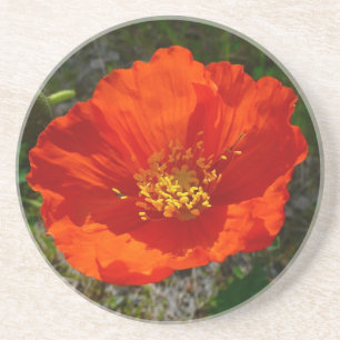 Dessous De Verre En Grès Pavot rouge de l'Alaska Fleur colorée