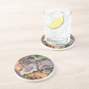 Dessous De Verre En Grès Petit koala doux