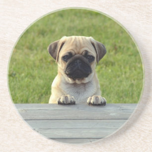 Dessous De Verre En Grès Photo de chiot Carlin mignon