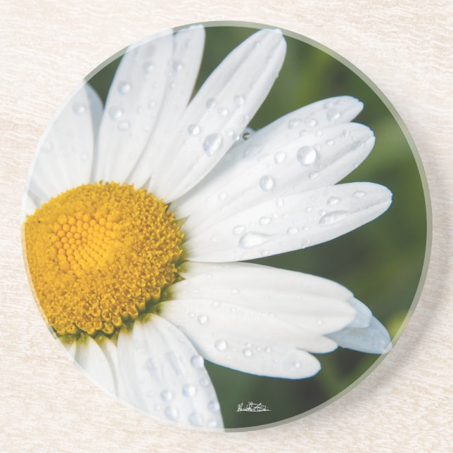 Dessous De Verre En Grès photo, une margueritte, font vert (Devant)