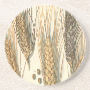 Dessous De Verre En Grès Plante de blé résistante à la sécheresse, agricult