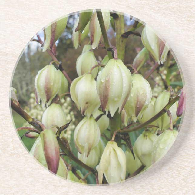 Dessous De Verre En Grès Plante du Yucca (Devant)