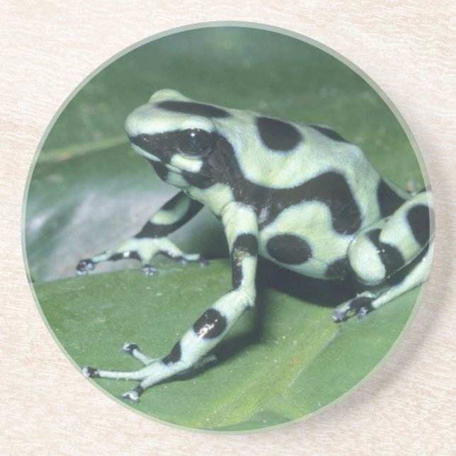 Dessous De Verre En Grès Poison Dart Frog, (Dendrobates auratus) Cahuita (Devant)