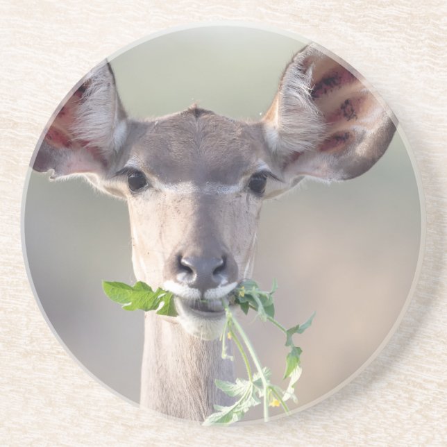Dessous De Verre En Grès Portrait de Kudu (Devant)