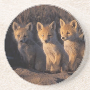 Dessous De Verre En Grès renard roux, Vulpes vulpes, kits