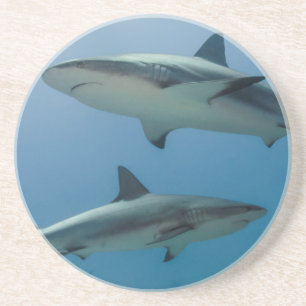 Dessous De Verre En Grès Requin des récifs des Caraïbes