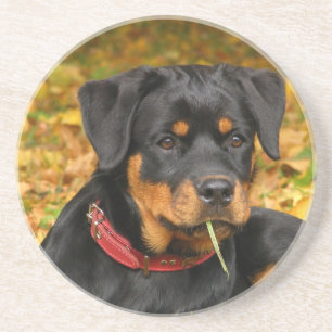 Dessous De Verre En Grès Rottweiler Pup Allongé Sur Le Terrain Dans La Forê