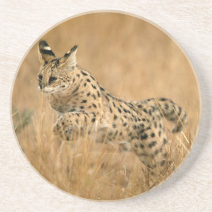 Dessous De Verre En Grès Saut Serval (Leptailurus Serval)