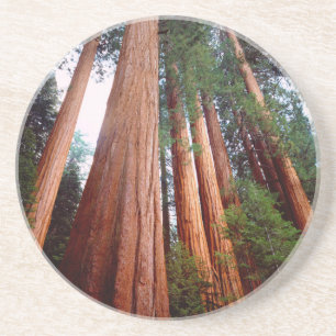 Dessous De Verre En Grès Séquoia séquoias
