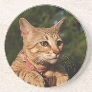 Dessous De Verre En Grès Série de chats — Serval Savannah Chat—Dessous de v