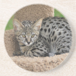 Dessous De Verre En Grès Série de chats — Serval Savannah Chat—Dessous de v