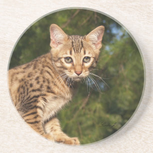 Dessous De Verre En Grès Série de chats — Serval Savannah Chat—Dessous de v