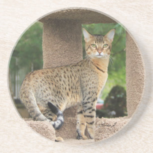 Dessous De Verre En Grès Série de chats — Serval Savannah Chat—Dessous de v