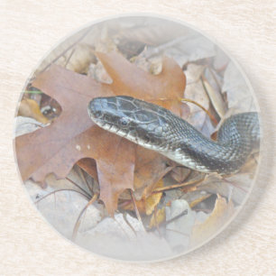 Dessous De Verre En Grès Serpent de rat noir - Elaphe obsoleta obsoleta