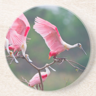 Dessous De Verre En Grès Spatules rosées (Ajaia Ajaja) atterrissage