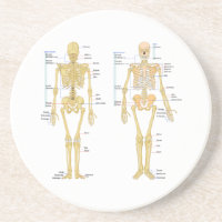 Squelette humain marqué diagramme d'anatomie