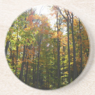 Dessous De Verre En Grès Sunlit Fall Forest Paysage d'automne